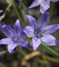 Brodia Queen Fabiola - Brodiaea laxa - predaj cibuľovín - 3 ks