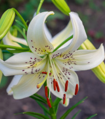 Ľalia White Tiger - Lilium - predaj cibuľovín - 1 ks