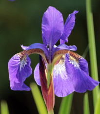 Kosatec Fialová senzácia - Iris hollandica - predaj cibuľovín - 3 ks