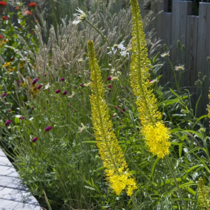 Fakľa úzkolistá Bungei - Eremurus bungei - predaj cibuľovín - 1 ks