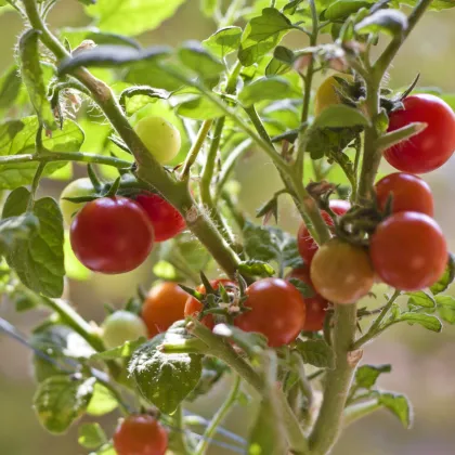 Paradajka Obrie hrozno - Reisentraube - Solanum lycopersicum - Semená rajčiaka - 7 ks