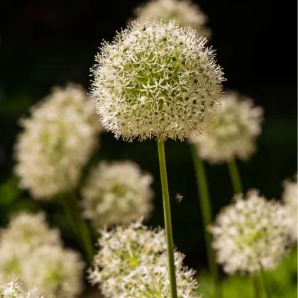 Cesnak Mont Blanc - Allium - predaj cibuľovín - 1 ks