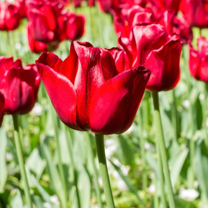 Tulipán Ile De France - Tulipa - predaj cibuľovín - 3 ks