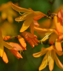 Montbrécia žltá - Crocosmia  - predaj cibuľovín - 4 ks