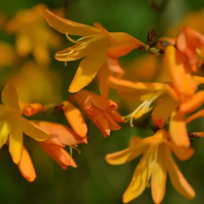 Montbrécia žltá - Crocosmia  - predaj cibuľovín - 4 ks