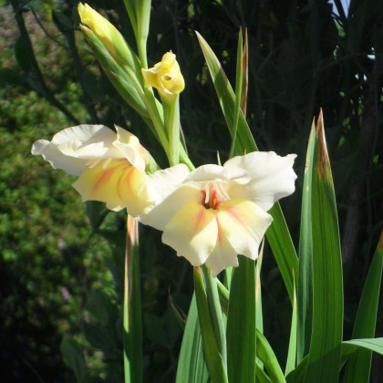 Gladiola Nanus Halley - Gladiolus - predaj cibuľovín - 3 ks