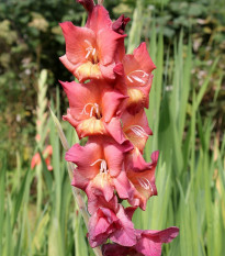 Gladiola Indian Summer - Gladiolus - predaj cibuľovín - 3 ks