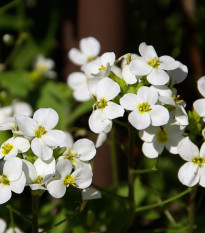 Arábka alpská - Arabis alpina - predaj semien - 200 ks