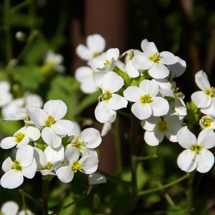 Arábka alpská - Arabis alpina - semiačka - 200 ks