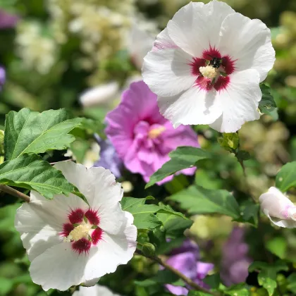 Ibištek sýrsky Rose of Sharon - Hibiscus syriacus - predaj semien ibišteka - 12 ks