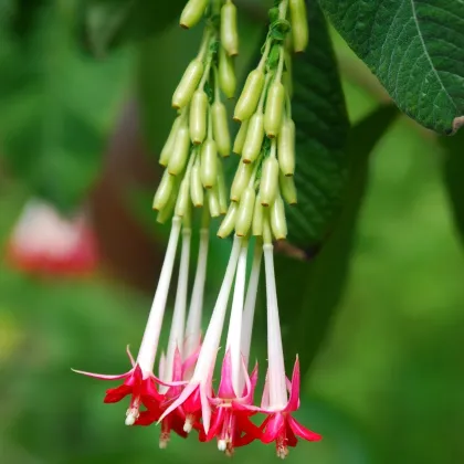 Fuchsia bolívijská biela - Fuchsia boliviana - semiačka - 10 ks