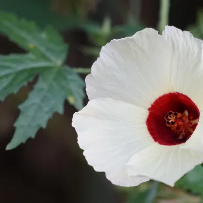 Ibištek konopný - Hibiscus cannabinus - predaj semien ibišteka - 6 ks