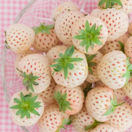 Jahoda Pineberry - Fragaria ananassa - voľnokorenné sadeničky jahôd - 2 ks