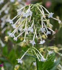 Tabak planý - Nicotiana sylvestris - predaj semienok - 200 ks