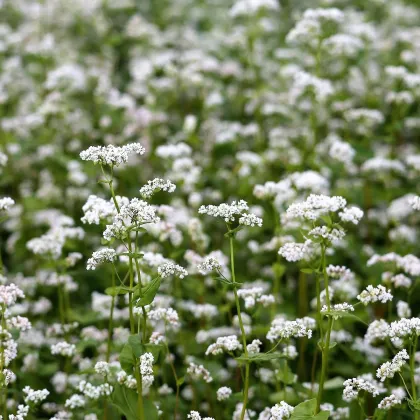 Pohánka siata - Polygonum fagopyrum - semiačka - 20 ks