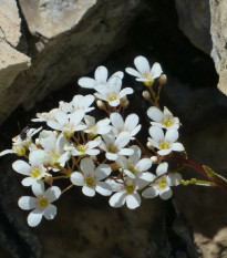 Lyžičník lekársky - Cochleria officinalis - semiačka - 20 ks