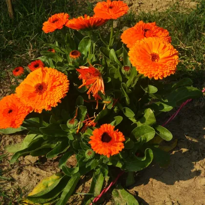 Nechtík lekársky Neon - Calendula officinalis - predaj semien - 40 ks