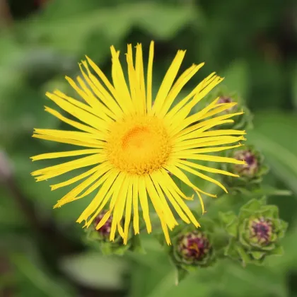 Oman pravý – Inula helenium – predaj semien omanu - 20 ks