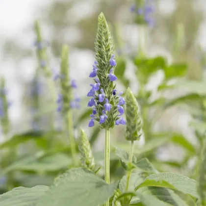 Chia - Salvia hispanica - semiačka - 10 ks