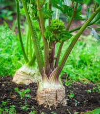 BIO Zeler bulvový Mars - Apium graveolens - predaj bio semien - 20 ks