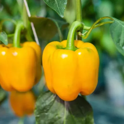 Bio Paprika žltá California Wonder - Capsicum annuum - predaj bio semien - 10 ks