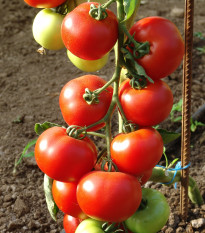 Paradajka kolíková F1 Dafne - Solanum lycopersicum - Semená rajčiaka - 12 ks