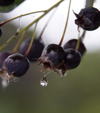 Muchovník kanadský - Amelanchier canadensis - predaj semien - 10 ks