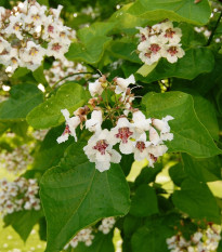 Katalpa Fargesova - Catalpa fargesii - predaj semien - 8 ks