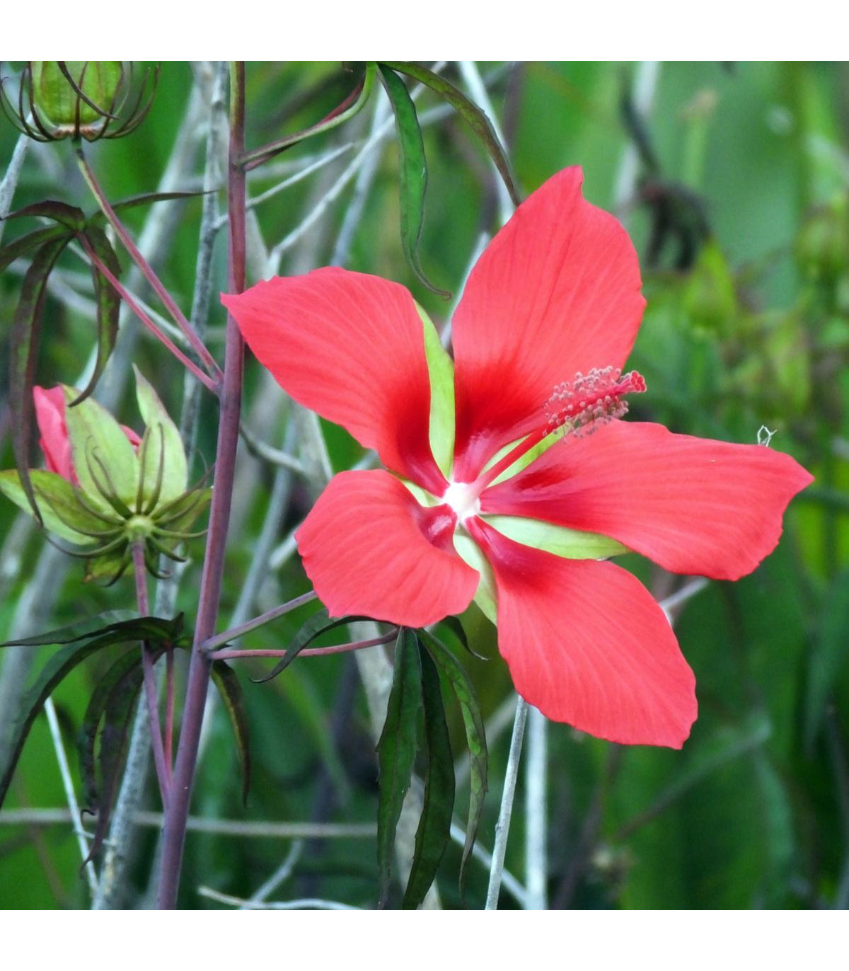 Ibištek šarlátový - Hibiscus cannabinus - predaj semien - 5 ks