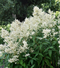 Astilba arendsii biela - Astilbe arendsii - predaj semien - 8 ks