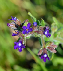 Smohla lekárska - Anchusa officinalis - semiačka - 10 ks