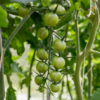 Paradajka Limetto F1 - Cherry paradajka - Solanum lycopersicum - Predaj semien rajčiaka - 5 ks