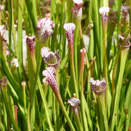 Špirlica bielolistá - mäsožravka - Sarracenia leucophylla - semiačka - 12 ks