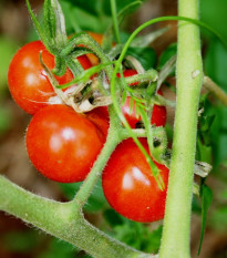 Paradajka kolíková Matina - Solanum lycopersicum - Semená rajčiaka - 20 ks