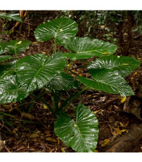 Alokázia - Alocasia cucullata - predaj semien alokázie - 4 ks