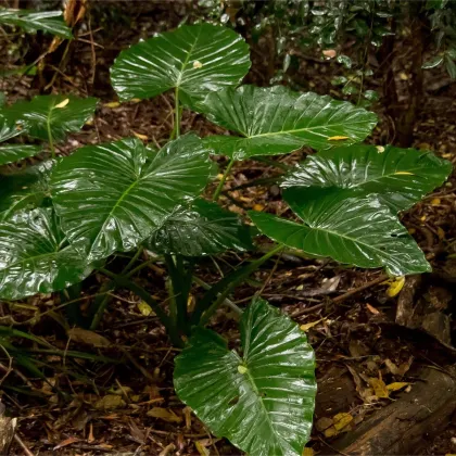 Alokázia - Alocasia cucullata - predaj semien alokázie - 4 ks