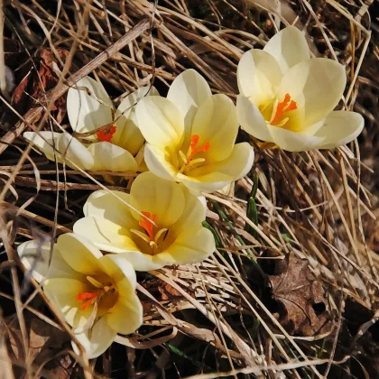 Krókus Ochroleucus - Crocus ochroleucus - predaj cibuľovín - 3 ks