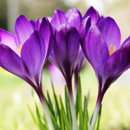 Krókus Tomasiniho Whitewell Purple - Crocus tommasinianus - predaj cibuľovín - 3 ks