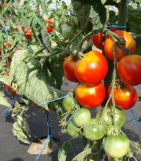 Paradajka stupická poľná skorá - Solanum lycopersicum - semená rajčiaka - 35 ks