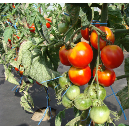 Paradajka stupická poľná skorá - Solanum lycopersicum - semená rajčiaka - 35 ks