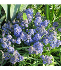 Modrica Blue Spike - Muscari aucheri - predaj cibuľovín - 5 ks