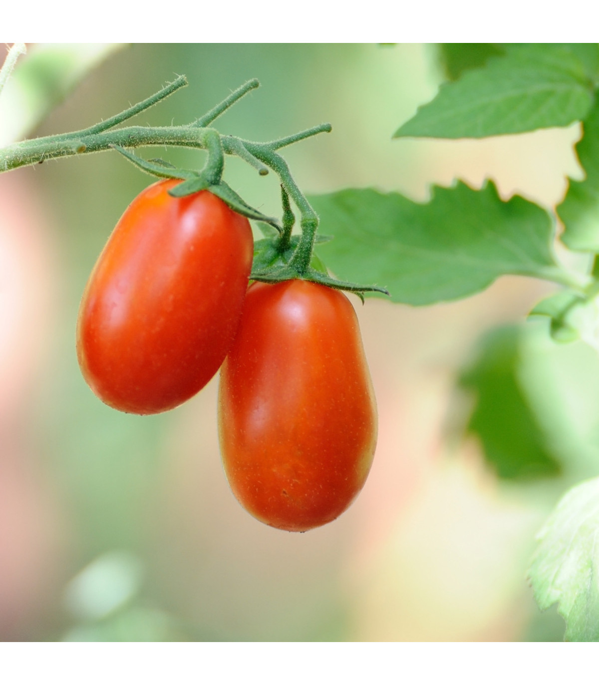 Paradajka kolíková Ravello F1 - Solanum lycopersicum - Semená rajčiaka - 4 ks