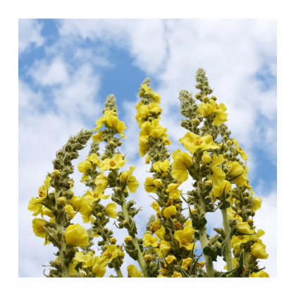 Bio Divozel veľkokvetý - Verbascum densiflorum - predaj bio semien - 300 ks