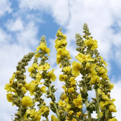 Bio Divozel veľkokvetý - Verbascum densiflorum - predaj bio semien - 300 ks