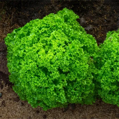 BIO šalát listový Lollo Bionda Limeira - Lactuca sativa - predaj bio semien - 20 ks