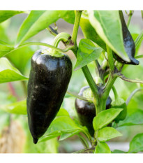 Paprika Black Knight F1 - Capsicum annuum - predaj semien - 7 ks