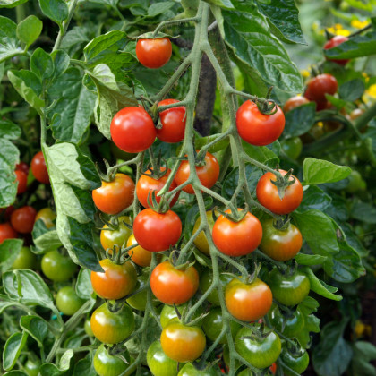 Paradajka kolíková Sweet million F1 - Solanum lycopersicum - Semená rajčiaka - 5 ks