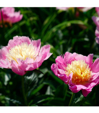 Pivónia Bowl of Beauty - Paeonia lactiflora - predaj cibuľovín - 1 ks