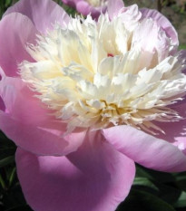 Pivónia Amabilis - Paeonia lactiflora - predaj cibuľovín - 1 ks