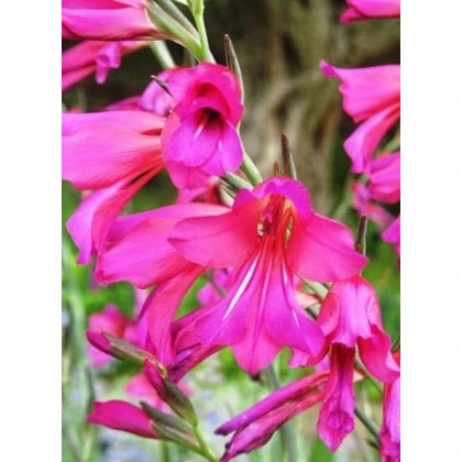 Gladiola obyčajná - Gladiolus byzantinus communis - predaj cibuľovín - 3 ks